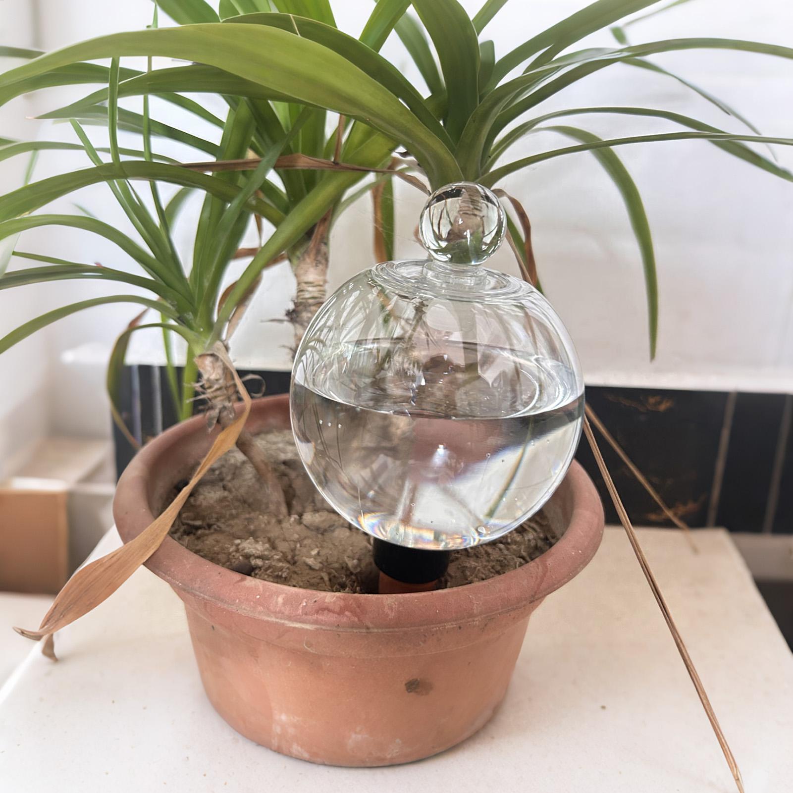 Kule do nawadniania roślin 4 s – Echeveria Succulent recenzja i cena