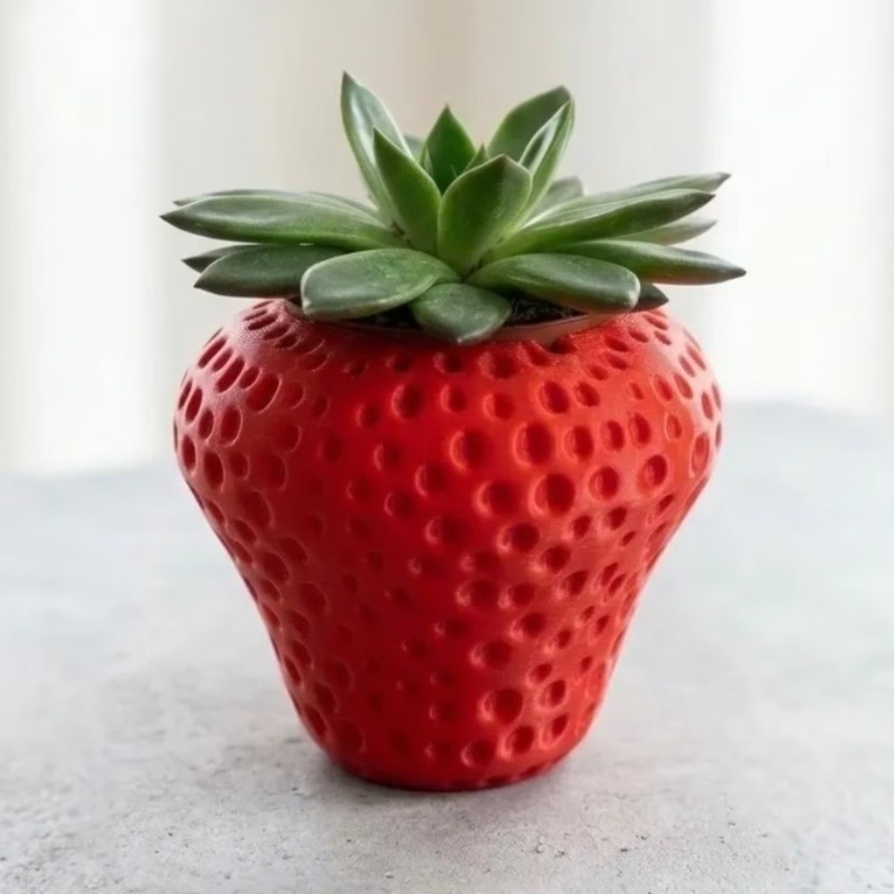 Plastikowy doniczka na owoce i – Echeveria Succulent recenzja i cena